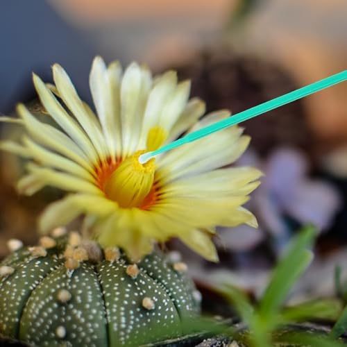 100pcs Manual Pollinator Tool Set for Vegetables and Flowers