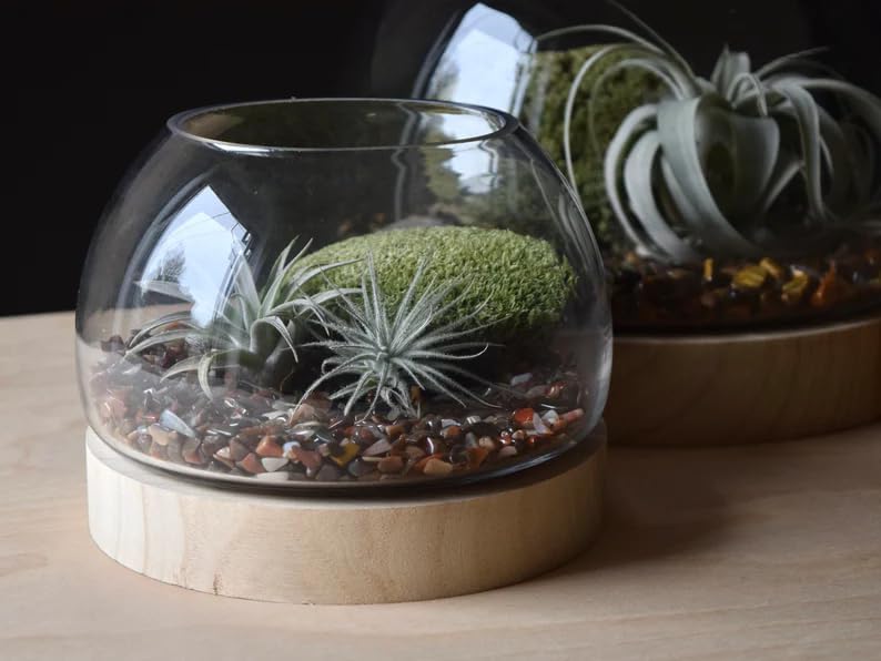 6 Inch Glass Terrarium with Wooden Base for Plants