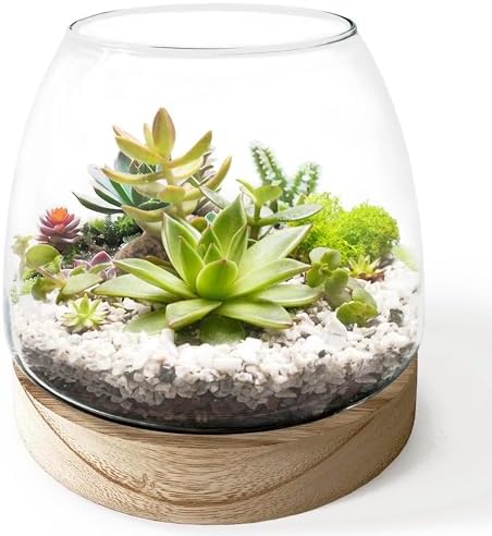 6 Inch Glass Terrarium with Wooden Base for Plants