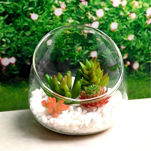 Angoily Slant Cut Glass Bowl Terrarium Container