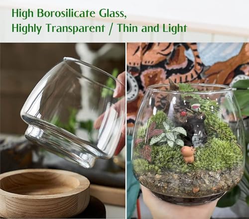 6 Inch Glass Terrarium with Wooden Base for Plants