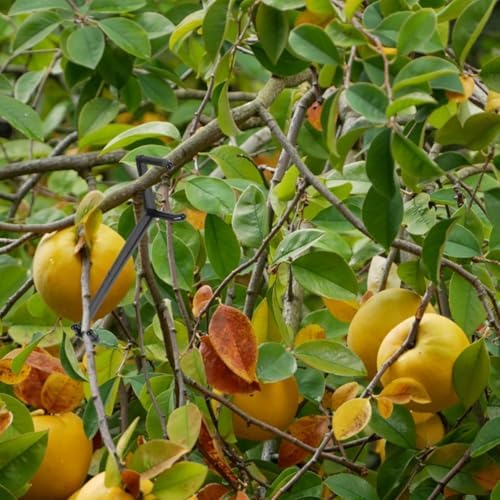 Veemoon Fruit Tree Limb Spreaders 10pcs Adjustable Branch Benders
