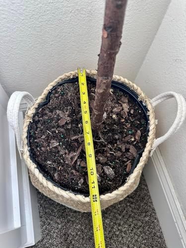 Corn Husk Handwoven Indoor Plant Pot Storage Basket