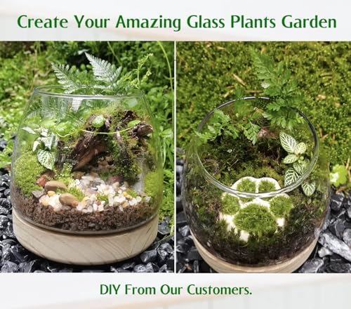 6 Inch Glass Terrarium with Wooden Base for Plants