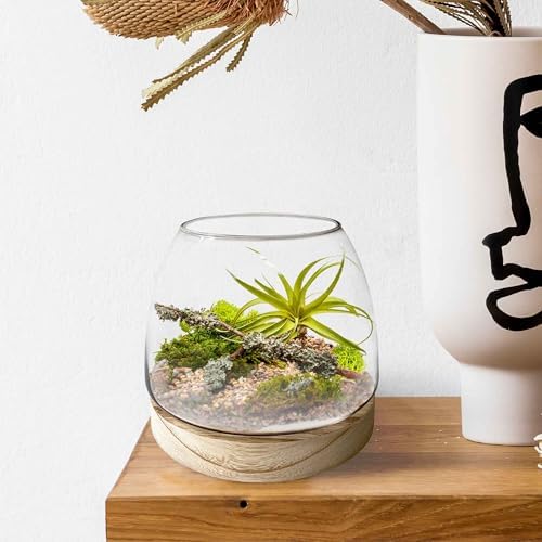 6 Inch Glass Terrarium with Wooden Base for Plants