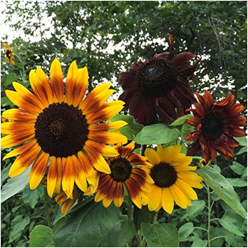 Seed Needs Sunflower Seed Packet Party Favors 20 Packets