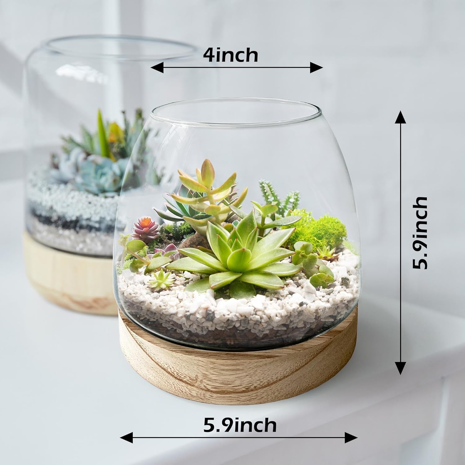 6 Inch Glass Terrarium with Wooden Base for Plants