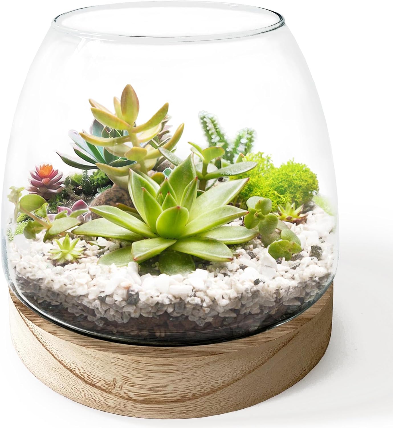 6 Inch Glass Terrarium with Wooden Base for Plants