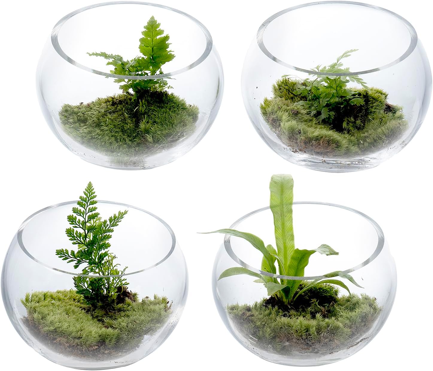 MyGift Premium Hotel Series 5 Inch Clear Glass Terrarium Set of 4