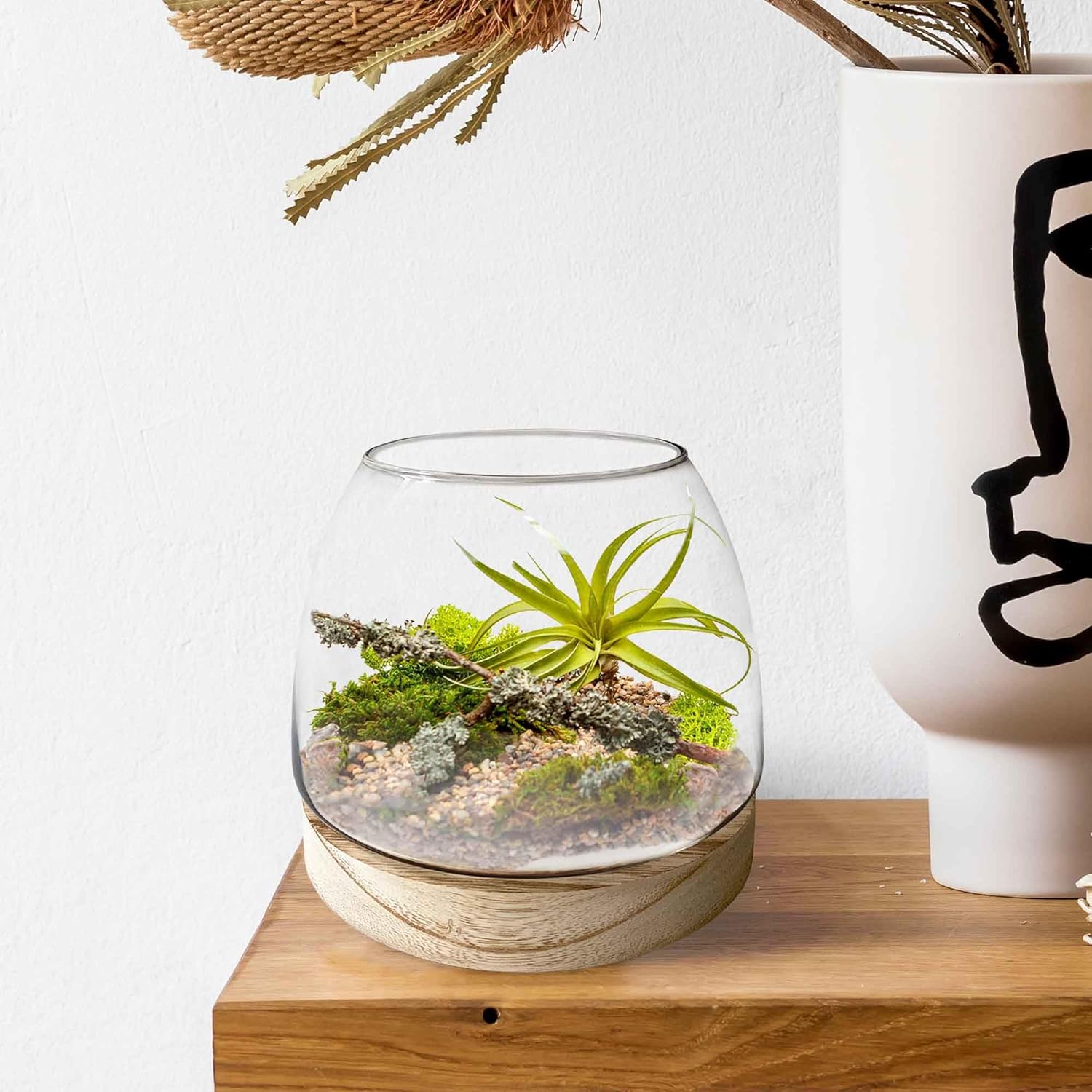 6 Inch Glass Terrarium with Wooden Base for Plants