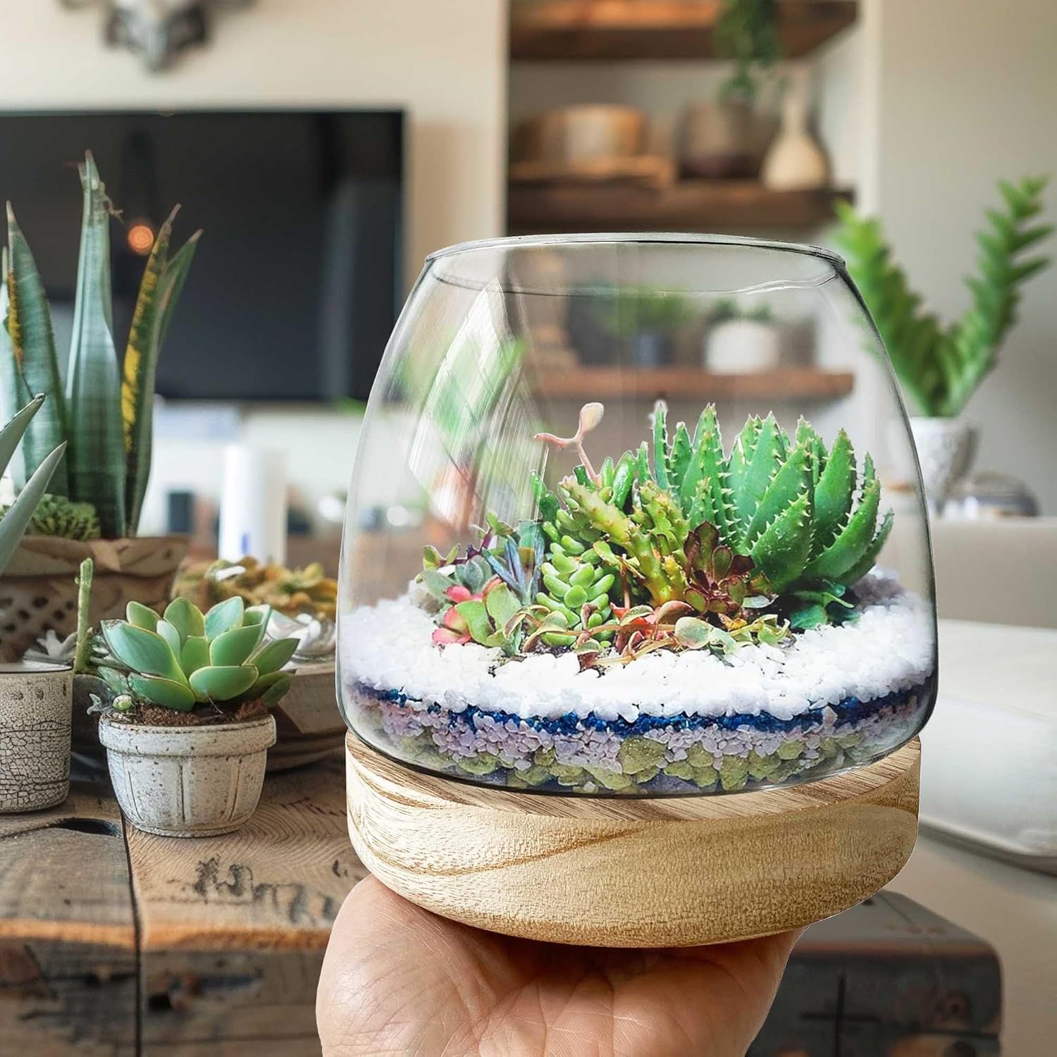 6 Inch Glass Terrarium with Wooden Base for Plants