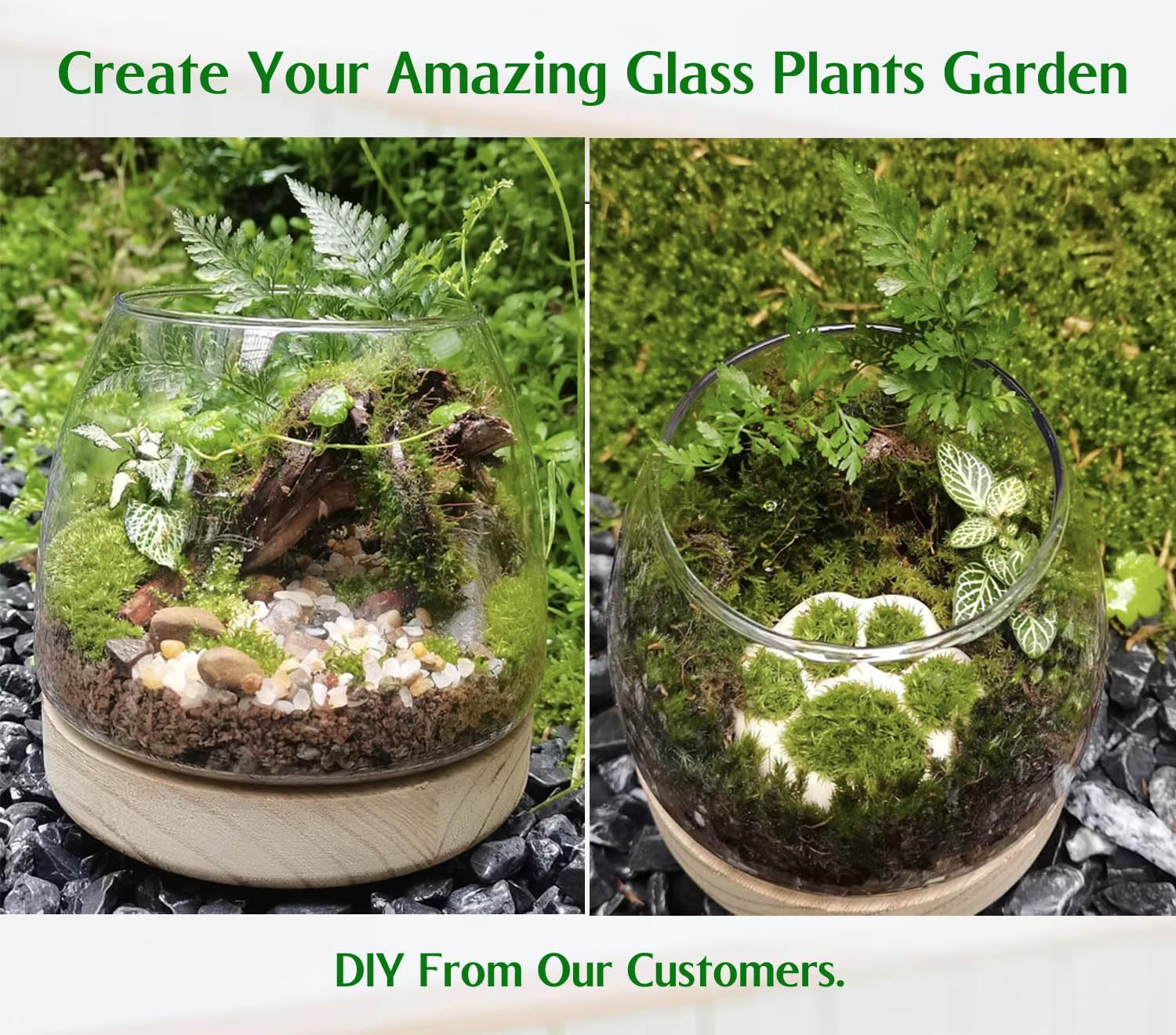6 Inch Glass Terrarium with Wooden Base for Plants